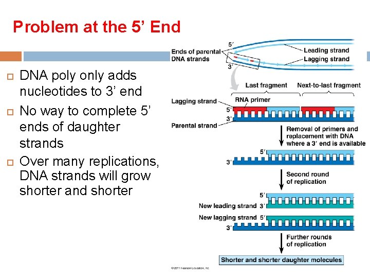 Problem at the 5’ End DNA poly only adds nucleotides to 3’ end No