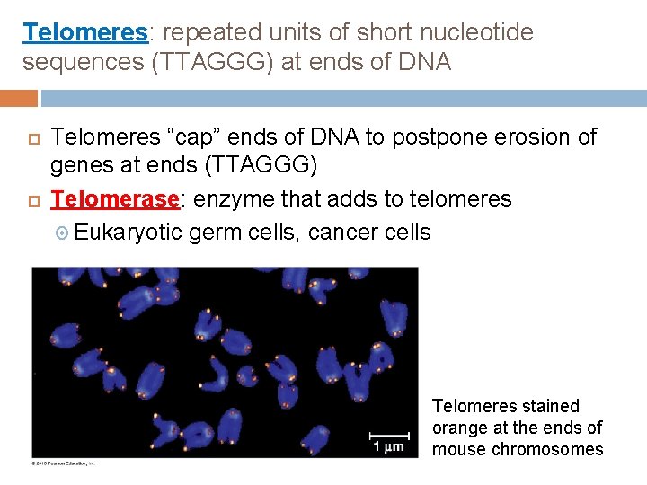 Telomeres: repeated units of short nucleotide sequences (TTAGGG) at ends of DNA Telomeres “cap”