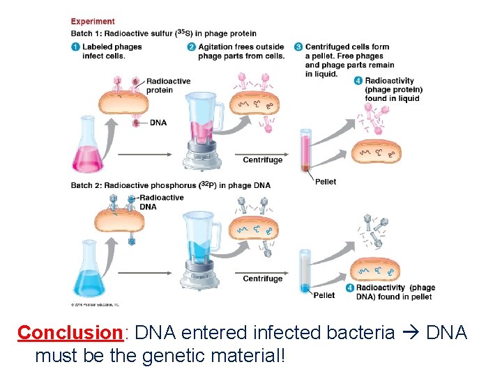 Conclusion: DNA entered infected bacteria DNA must be the genetic material! 
