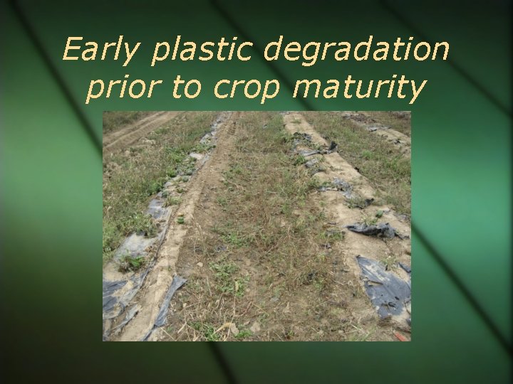 Early plastic degradation prior to crop maturity 