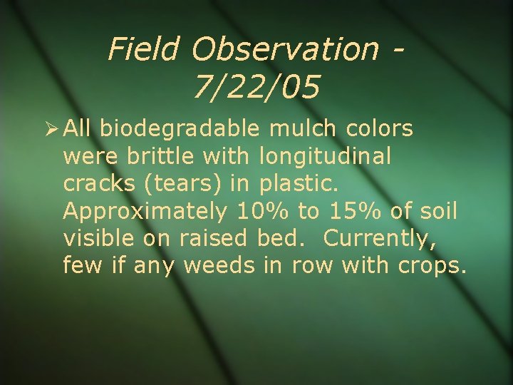 Field Observation 7/22/05 All biodegradable mulch colors were brittle with longitudinal cracks (tears) in