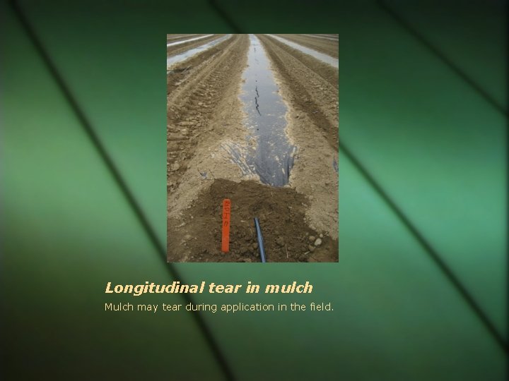 Longitudinal tear in mulch Mulch may tear during application in the field. 