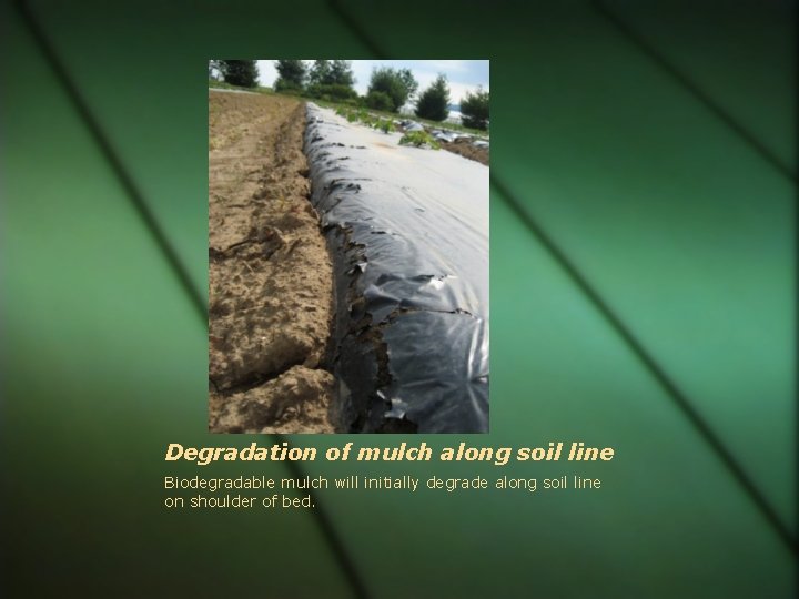 Degradation of mulch along soil line Biodegradable mulch will initially degrade along soil line