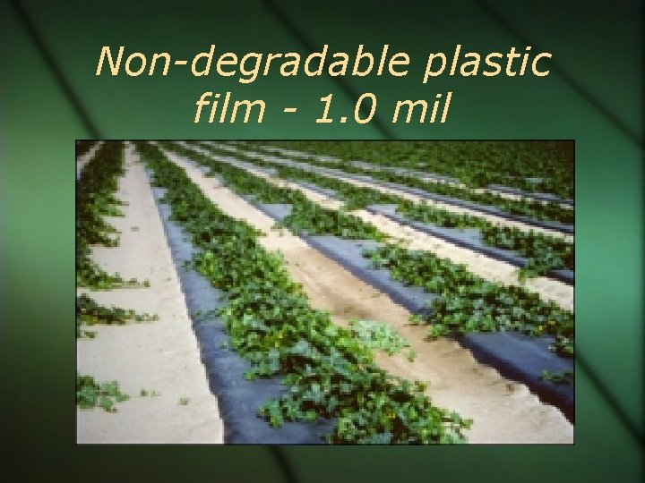 Non-degradable plastic film - 1. 0 mil 