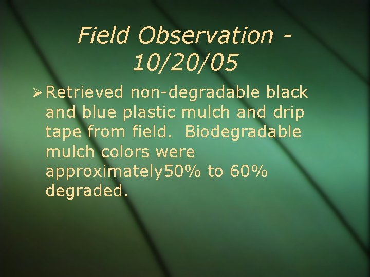 Field Observation 10/20/05 Retrieved non-degradable black and blue plastic mulch and drip tape from