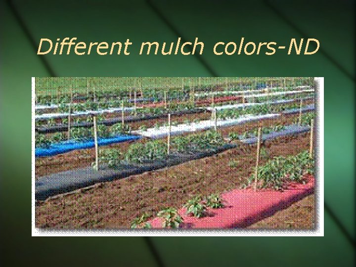 Different mulch colors-ND 