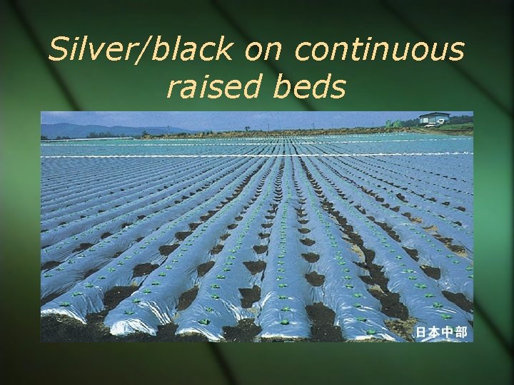 Silver/black on continuous raised beds 