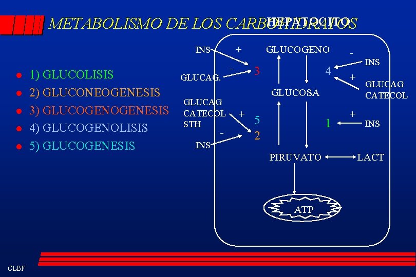 HEPATOCITO METABOLISMO DE LOS CARBOHIDRATOS + INS l l l 1) GLUCOLISIS 2) GLUCONEOGENESIS