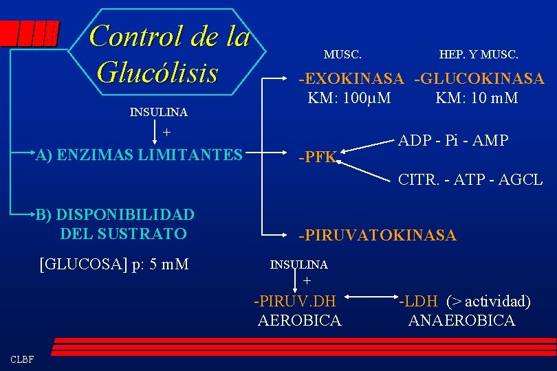 Control de la Glucólisis INSULINA MUSC. -EXOKINASA -GLUCOKINASA KM: 100µM KM: 10 m. M