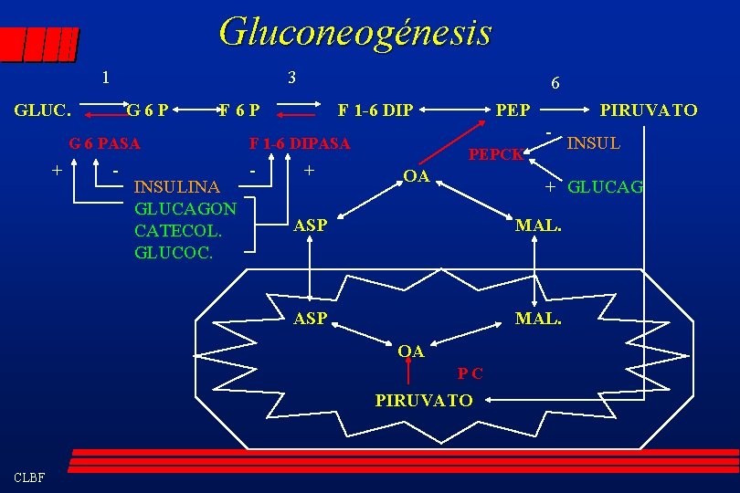 Gluconeogénesis 1 3 GLUC. G 6 P F 6 P G 6 PASA +