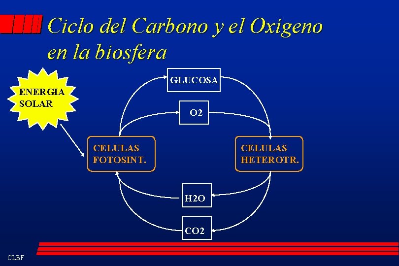 Ciclo del Carbono y el Oxígeno en la biosfera GLUCOSA ENERGIA SOLAR O 2