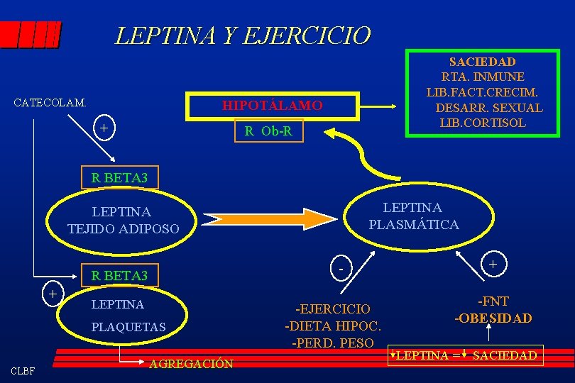 LEPTINA Y EJERCICIO CATECOLAM. SACIEDAD RTA. INMUNE LIB. FACT. CRECIM. DESARR. SEXUAL LIB. CORTISOL
