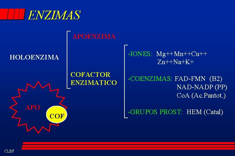 ENZIMAS APOENZIMA -IONES: Mg++Mn++Cu++ Zn++Na+K+ HOLOENZIMA COFACTOR ENZIMATICO APO COF CLBF -COENZIMAS: FAD-FMN (B
