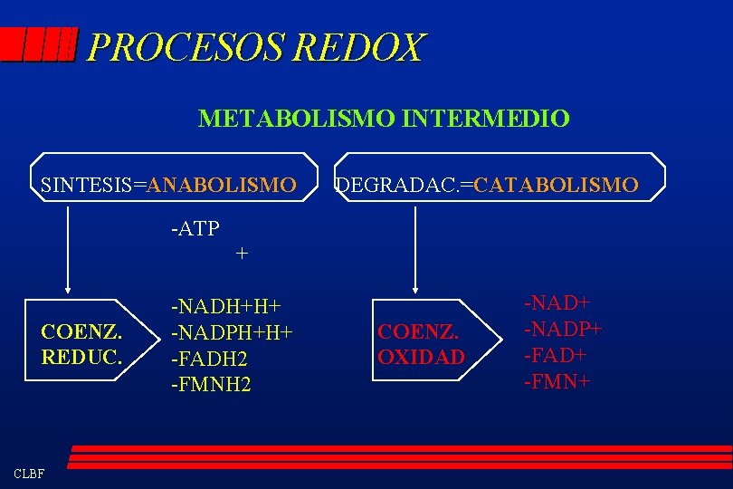 PROCESOS REDOX METABOLISMO INTERMEDIO SINTESIS=ANABOLISMO DEGRADAC. =CATABOLISMO -ATP + COENZ. REDUC. CLBF -NADH+H+ -NADPH+H+
