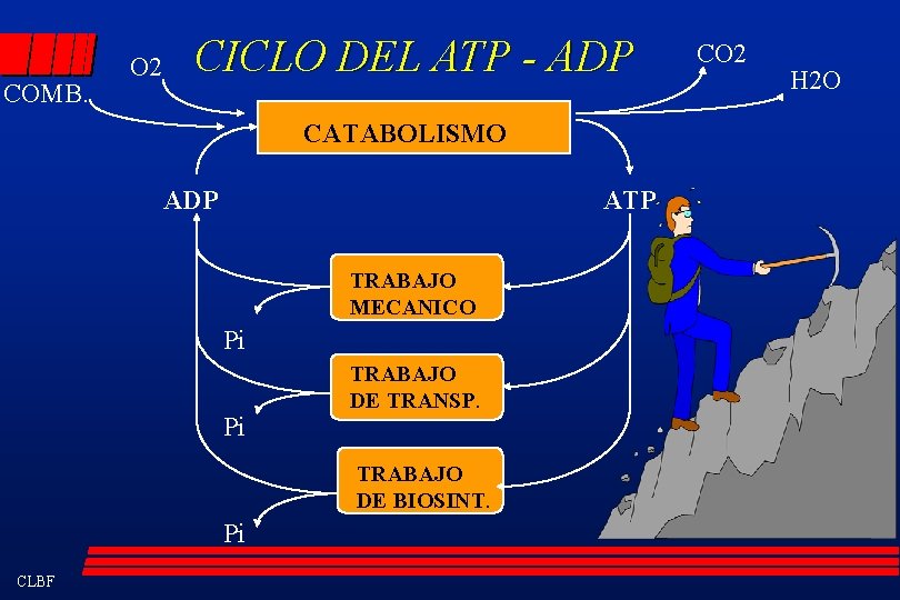 COMB. O 2 CICLO DEL ATP - ADP CATABOLISMO ADP ATP TRABAJO MECANICO Pi