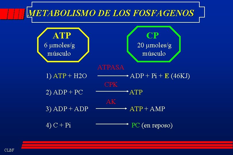 METABOLISMO DE LOS FOSFAGENOS ATP CP 6 µmoles/g músculo 20 µmoles/g músculo ATPASA 1)