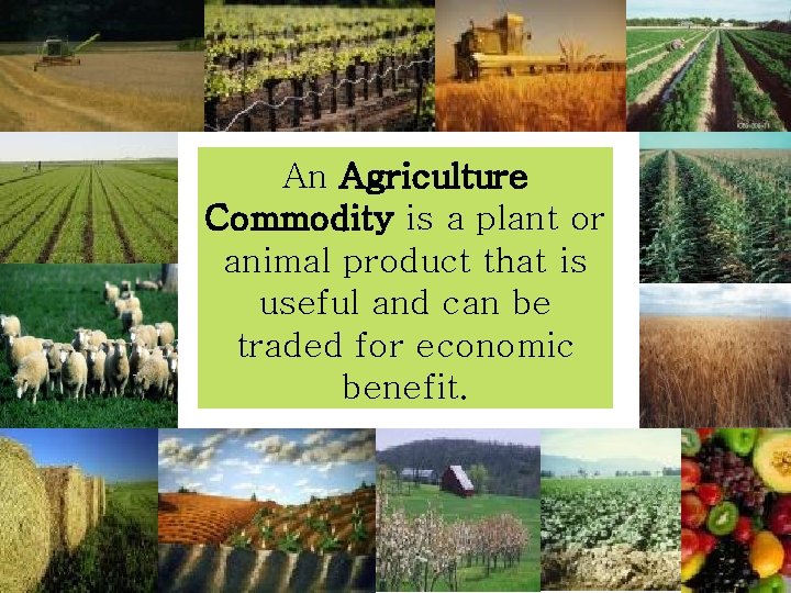 An Agriculture Commodity is a plant or animal product that is useful and can