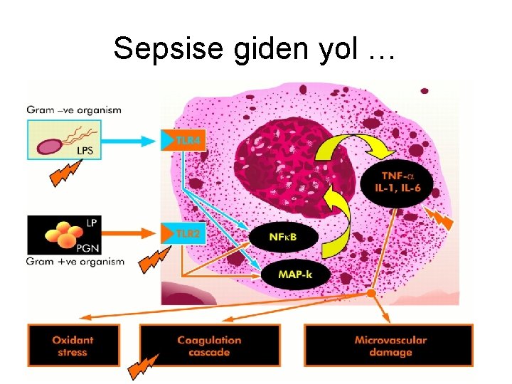 Sepsise giden yol … 