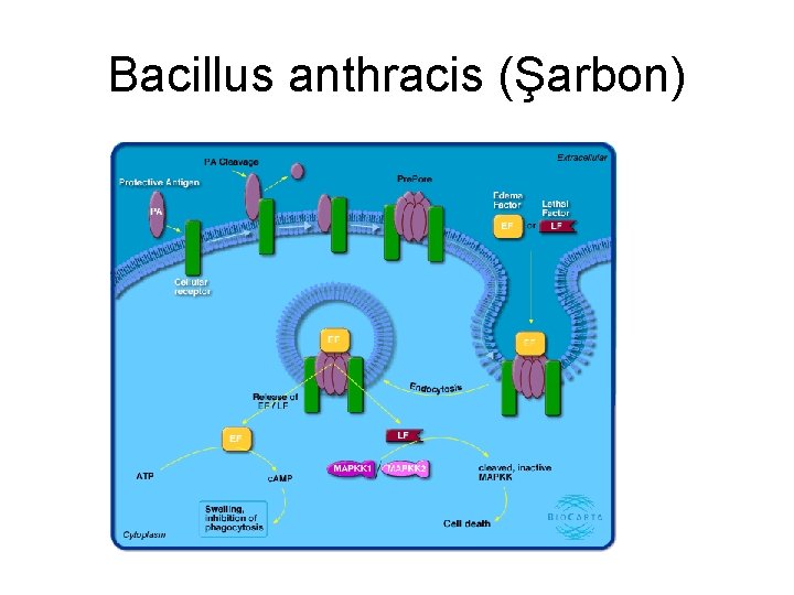 Bacillus anthracis (Şarbon) 
