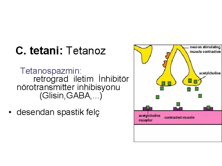 C. tetani: Tetanoz Tetanospazmin: retrograd iletim İnhibitör nörotransmitter inhibisyonu (Glisin, GABA, . . .