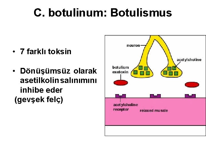 C. botulinum: Botulismus • 7 farklı toksin • Dönüşümsüz olarak asetilkolin salınımını inhibe eder