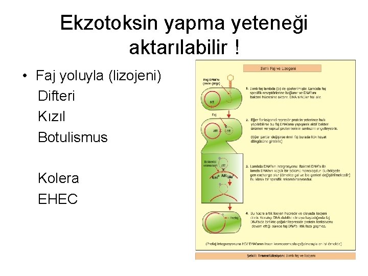 Ekzotoksin yapma yeteneği aktarılabilir ! • Faj yoluyla (lizojeni) Difteri Kızıl Botulismus Kolera EHEC