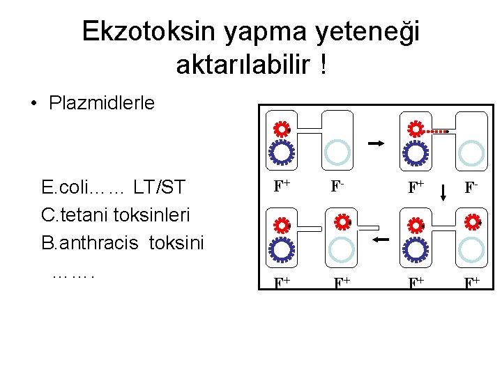 Ekzotoksin yapma yeteneği aktarılabilir ! • Plazmidlerle E. coli…… LT/ST C. tetani toksinleri B.