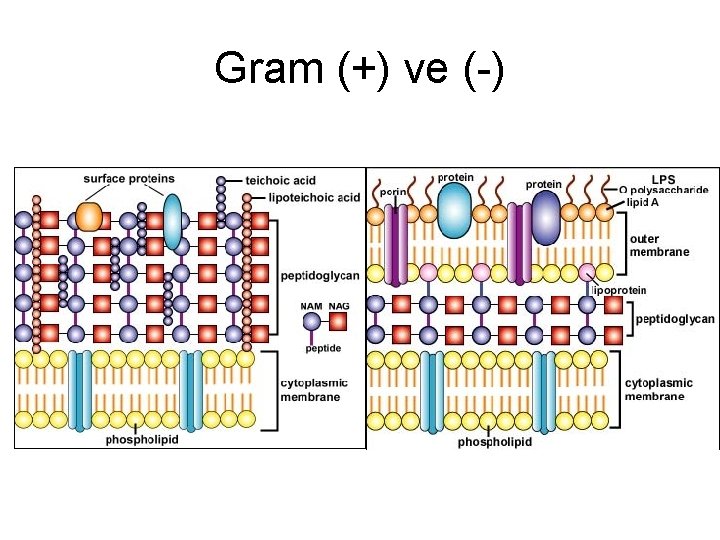 Gram (+) ve (-) 