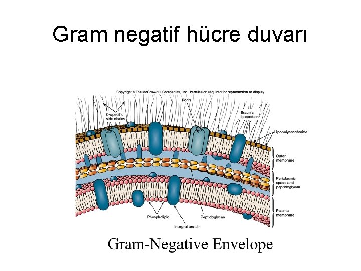 Gram negatif hücre duvarı 