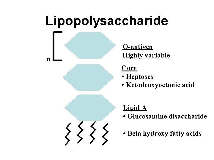 Lipopolysaccharide n O-antigen Highly variable Core • Heptoses • Ketodeoxyoctonic acid Lipid A •