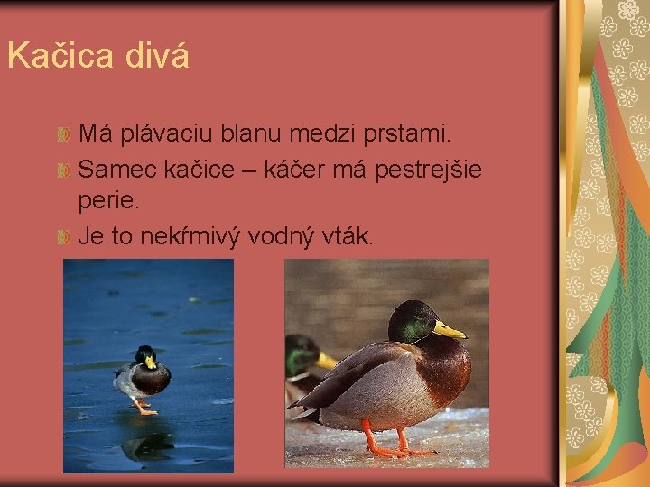 Kačica divá Má plávaciu blanu medzi prstami. Samec kačice – káčer má pestrejšie perie.