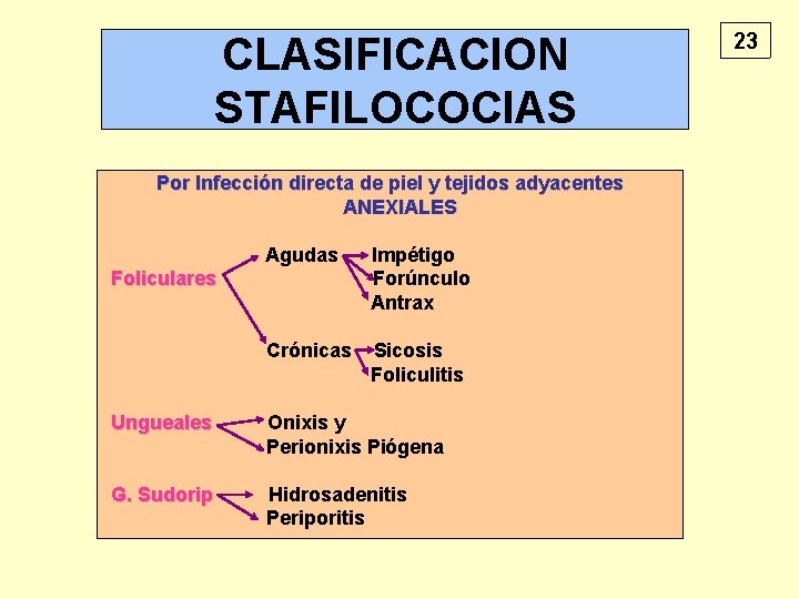 CLASIFICACION STAFILOCOCIAS Por Infección directa de piel y tejidos adyacentes ANEXIALES Agudas Impétigo Forúnculo