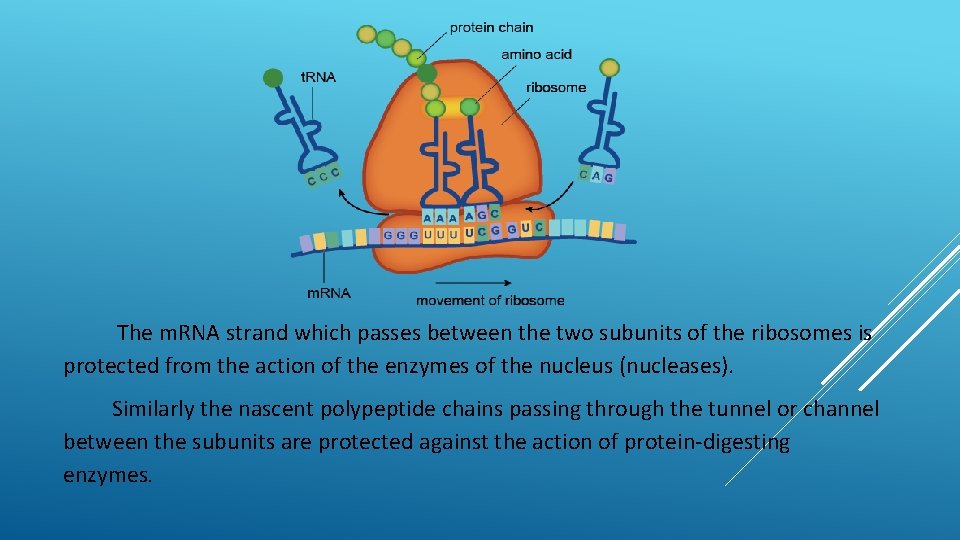 The m. RNA strand which passes between the two subunits of the ribosomes is