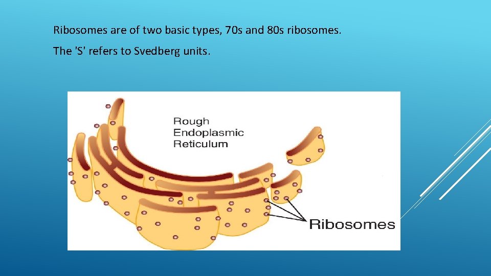 Ribosomes are of two basic types, 70 s and 80 s ribosomes. The 'S'