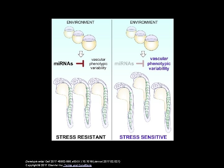 Developmental Cell 2017 40552 -565. e 5 DOI: (10. 1016/j. devcel. 2017. 021) Copyright