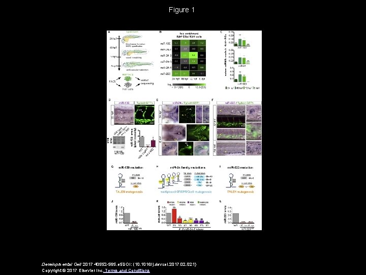 Figure 1 Developmental Cell 2017 40552 -565. e 5 DOI: (10. 1016/j. devcel. 2017.