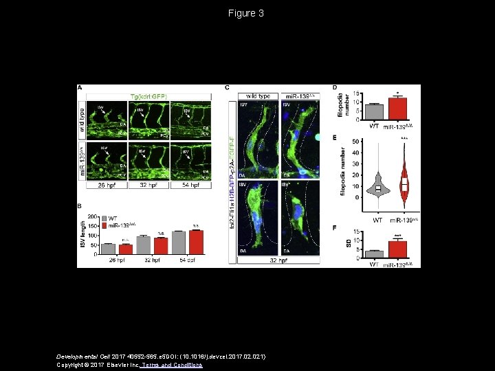 Figure 3 Developmental Cell 2017 40552 -565. e 5 DOI: (10. 1016/j. devcel. 2017.