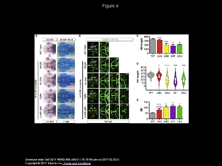 Figure 4 Developmental Cell 2017 40552 -565. e 5 DOI: (10. 1016/j. devcel. 2017.