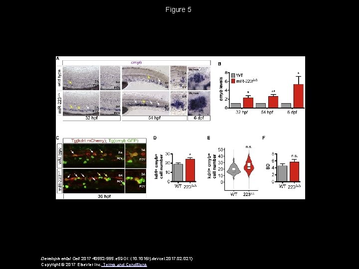 Figure 5 Developmental Cell 2017 40552 -565. e 5 DOI: (10. 1016/j. devcel. 2017.