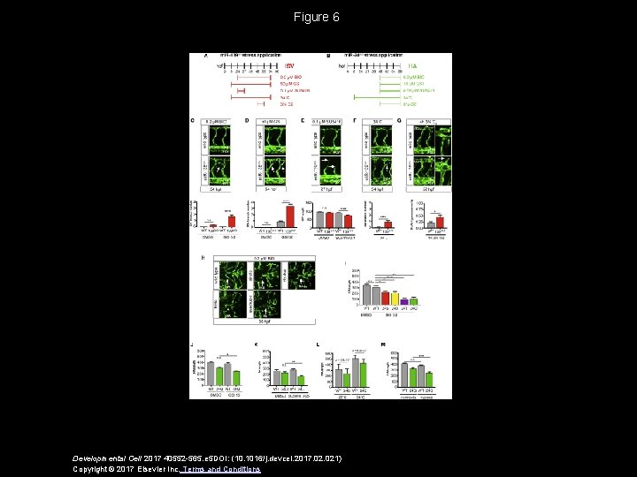 Figure 6 Developmental Cell 2017 40552 -565. e 5 DOI: (10. 1016/j. devcel. 2017.