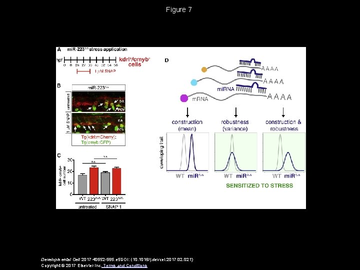 Figure 7 Developmental Cell 2017 40552 -565. e 5 DOI: (10. 1016/j. devcel. 2017.
