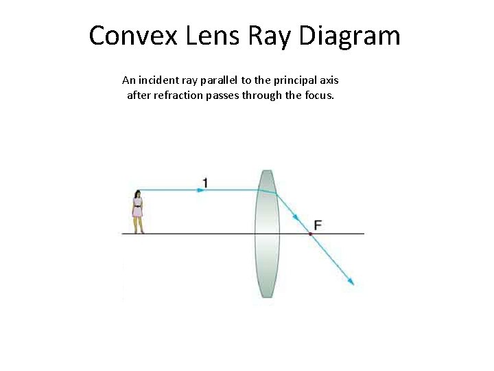 Convex Lens Ray Diagram An incident ray parallel to the principal axis after refraction