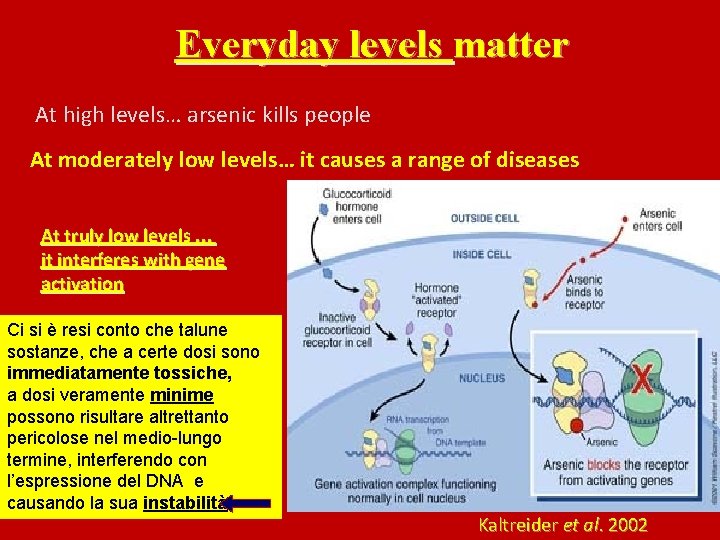 Everyday levels matter At high levels… arsenic kills people At moderately low levels… it