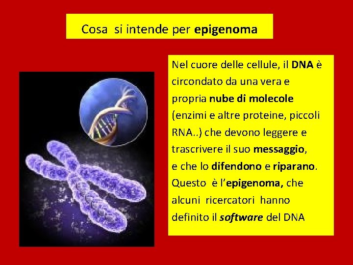 Cosa si intende per epigenoma Nel cuore delle cellule, il DNA è circondato da