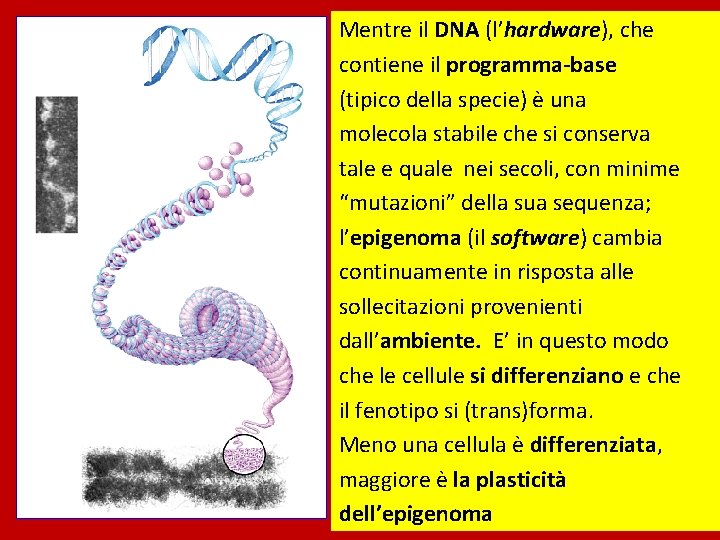 Mentre il DNA (l’hardware), che contiene il programma-base (tipico della specie) è una molecola