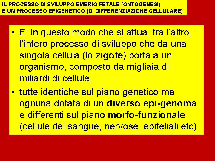 IL PROCESSO DI SVILUPPO EMBRIO FETALE (ONTOGENESI) È UN PROCESSO EPIGENETICO (DI DIFFERENZIAZIONE CELLULARE)