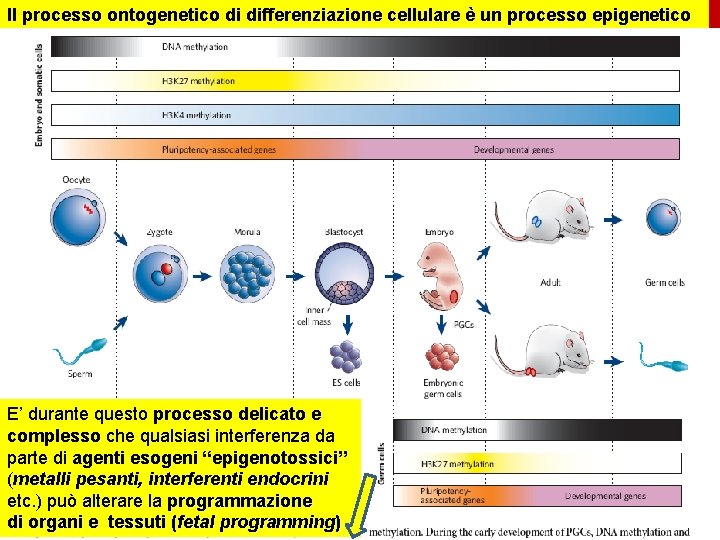 Il processo ontogenetico di differenziazione cellulare è un processo epigenetico Nature 447, 425 -432