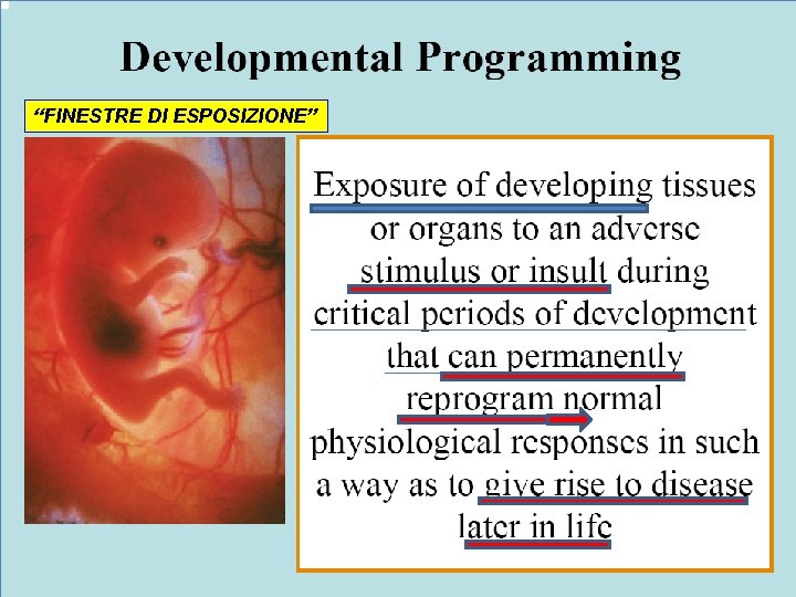 “FINESTRE DI ESPOSIZIONE” 