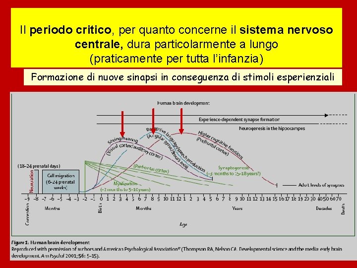 Il periodo critico, per quanto concerne il sistema nervoso centrale, dura particolarmente a lungo