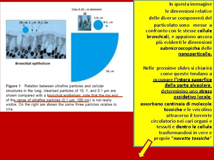 In questa immagine le dimensioni relative delle diverse componenti del particolato sono messe a